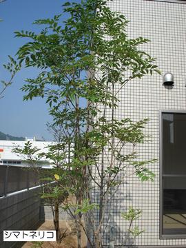 植栽 (2).JPGのサムネール画像