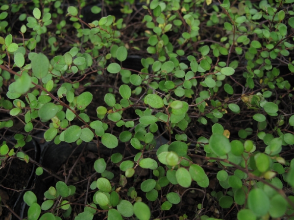 https://www.f-ryokuken.co.jp/gardening/images/waiya-purantu.jpg