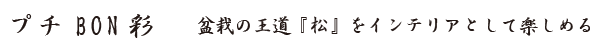 プチBON彩 盆栽の王道『松』をインテリアとして楽しめる